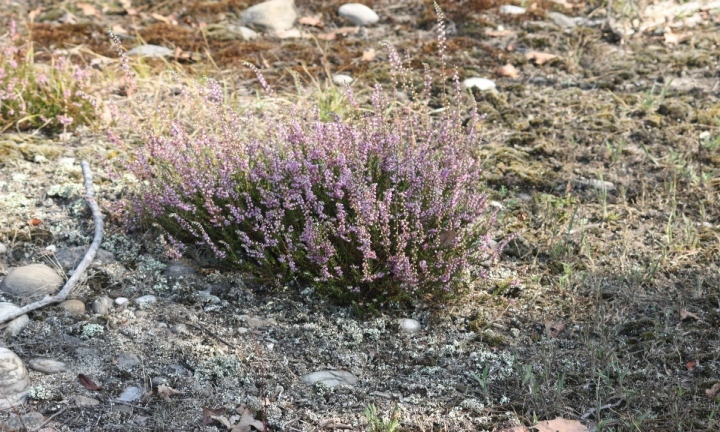 Aglais io e Maniola jurtina su brugo (Calluna vulgaris - Ericaceae)